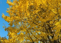 ​【美文共享】冬天，最治愈的18件小事